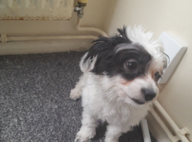 Bambi has all vaccinations, deworming, fleas, microchipBambi has all vaccinations, deworming, fleas, microchip