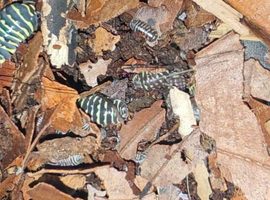 Isopods for sale