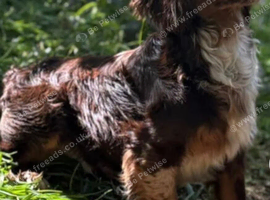 Sprocker puppies