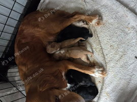 5 Beautiful boy Cocker spaniels