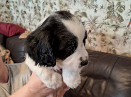 12 weeks