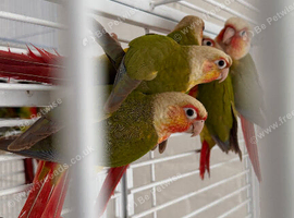 Baby conure Glasgow