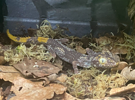 Northern Spiny Tailed Gecko (Strophurus Ciliaris) at Birmingham Reptiles