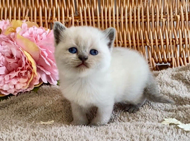 OUTSTANDING PURE BRED BSH TEDDY BEARS (READY 17TH OCTOBER)