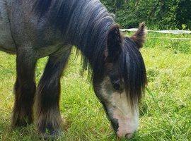 Silver - Sweet Blue Blagdon Cob Yearling Gelding
