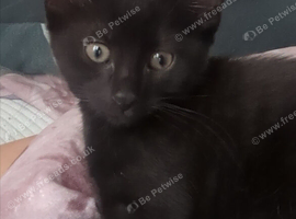 3 Perfectly Adorable Kittens Ready For Their Forever Homes