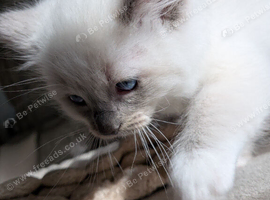 Beautiful Ragdoll Kittens