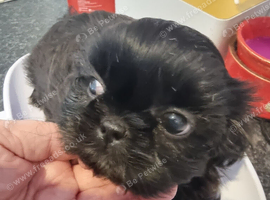 Kc reg Stunning small baby boys