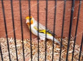 Siberian Goldfinch Mule