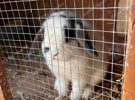 Mini lop male
