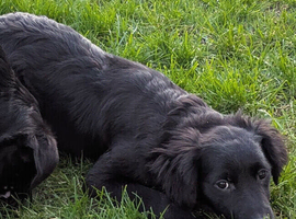 LABRADOR X WHIPPET X ROUGH COLLIE
