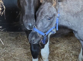 Lovely marked spotted colt