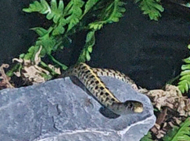 Baby chequered garter snake