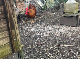 Free English cockerel