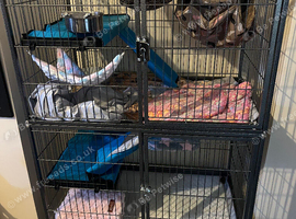 Rat/ferret cage