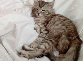 Sweet kitten for sale