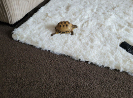 Flash horsfield Tortoise