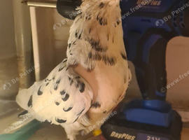 Stunning hen
