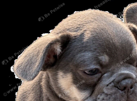 French bull dog