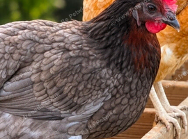 Hens (large fowl)
