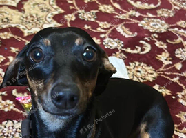 1-Year-Old Chiweenie - Reluctant Rehoming