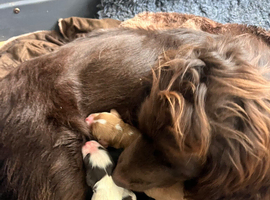 Outstanding cocker spaniel puppies