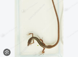 Asian Long Tailed Grass Lizard for Sale