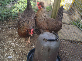 Cream legbar breeding group