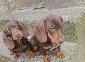 Beautiful Mini Dachshund For sale