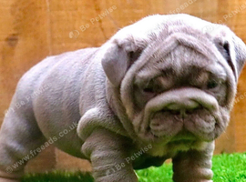 English bulldog puppies KC