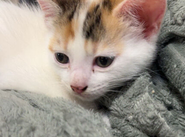 Kitten for sale!
