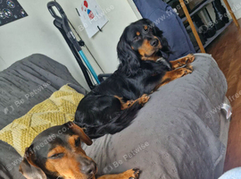 Docker (dachshund x cocker)