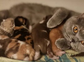 Adorable kittens , British shorthair pedigree breed