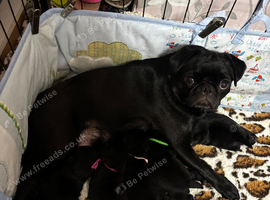 KC reg pug puppies
