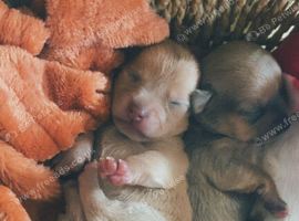 2 girls 1 boy chihuahuas for sale