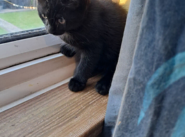 Ragdoll x