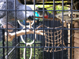 2 bonded African grey parrots