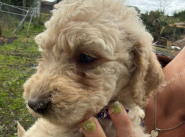 Doodles looking new homes