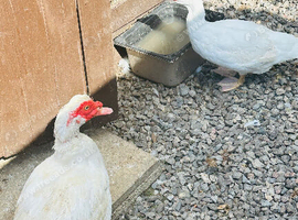 Muscovy pair
