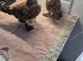 Milluflur D"uccle pullets