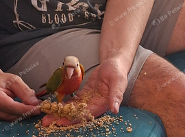 Male Pineapple Conure