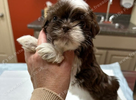 Shih tzu litter of puppies