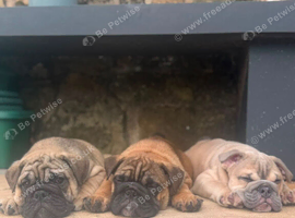 English bulldogs