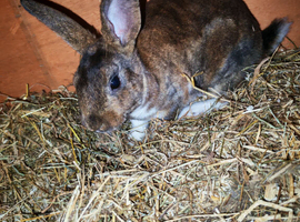 3 mini rex rabbits
