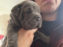 Olde English bulldog cross puppies for sale.