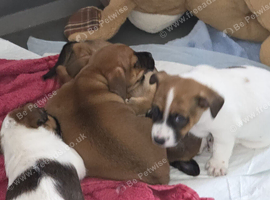 Jack russell x pug mix