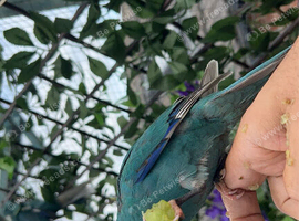 Kakariki two blue and yellow male