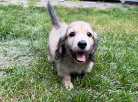 Gorgeous shaded cream boy, 1 remaining