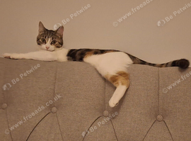 7 month old kitten