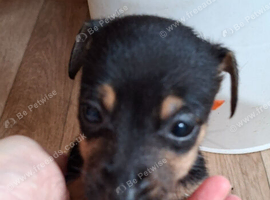 Jack russell puppies READY TO LEAVE